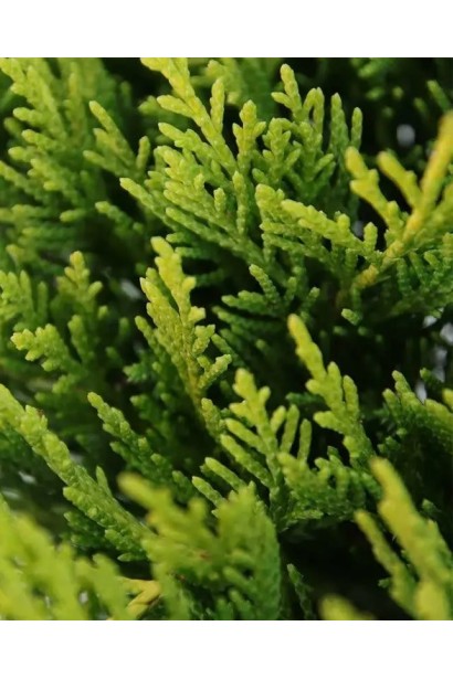 Ялівець Голден Карпет луската золотиста хвоя